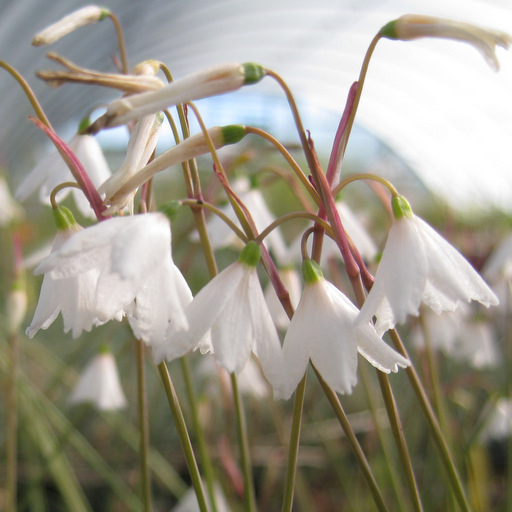 Leucojum autumnale